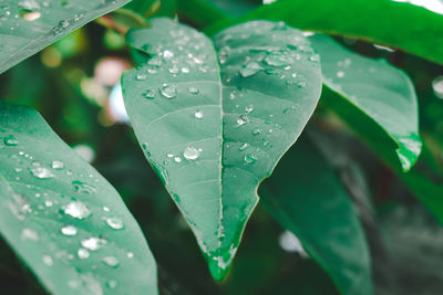 Close-up of raindrops on leaves