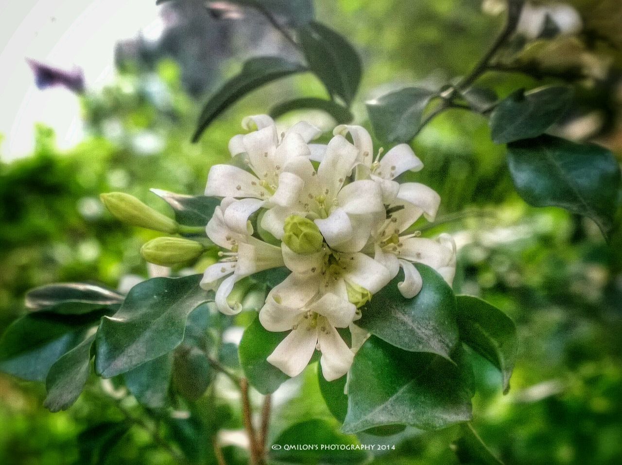 flower, freshness, growth, fragility, petal, close-up, focus on foreground, beauty in nature, flower head, nature, blooming, leaf, plant, in bloom, white color, blossom, park - man made space, day, selective focus, outdoors