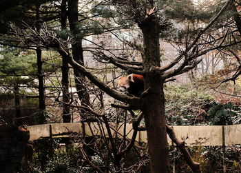 Bird perching on a tree