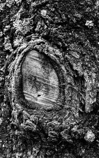 Full frame shot of tree trunk