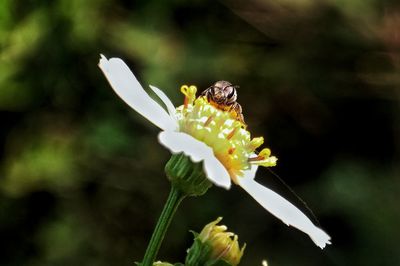 Close-up of bee pollinating on yellow flower