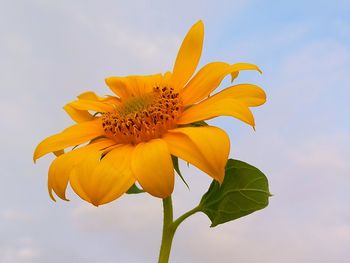 Close-up of sunflower against sky