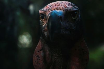 Close-up of a vulture