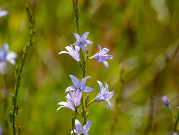 Close-up of purple flowering plant