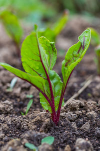 Close-up of plant