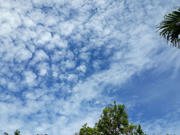 Low angle view of trees against blue sky