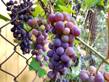 Close-up of grapes growing in vineyard