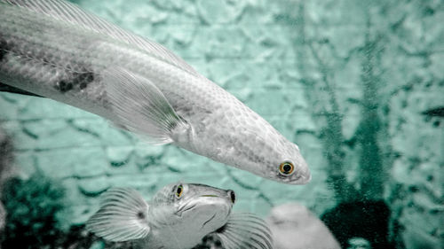 Close-up of duck swimming in sea