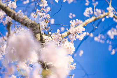 Low angle view of cherry blossom against blue sky