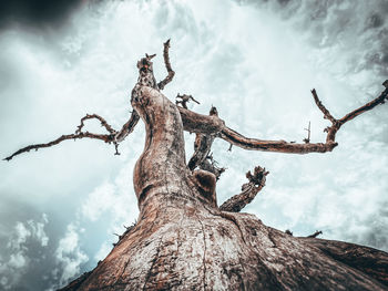 Low angle view of dead tree against sky