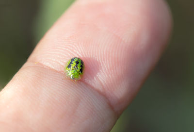 Close-up of hand on small plant