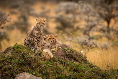 Cheetahs on field in forest