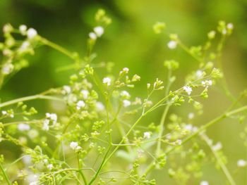 Close-up of plants growing on field