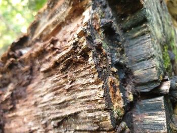 Close-up of tree trunk in forest