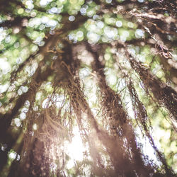 Low angle view of trees
