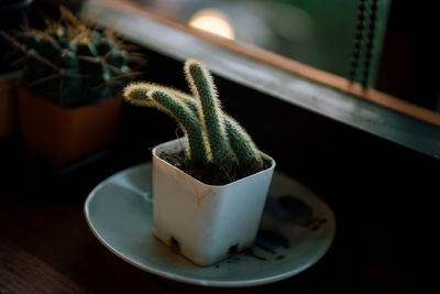 Close-up of potted plant on table at home