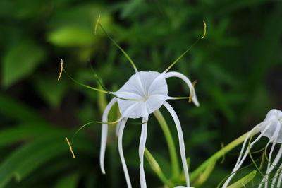 Close-up of white flowers