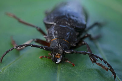 Close-up of insect on leaf