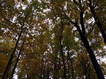 Low angle view of trees in forest