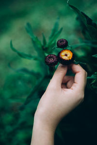 Close-up of hand holding fruit