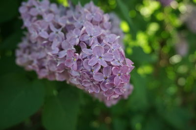 Close-up of pink flowering plant