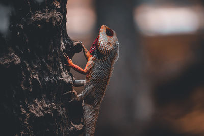 Close-up of a lizard on tree trunk