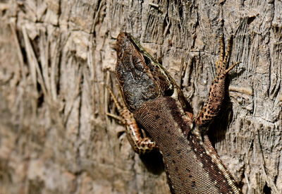 Close-up of lizard on tree trunk