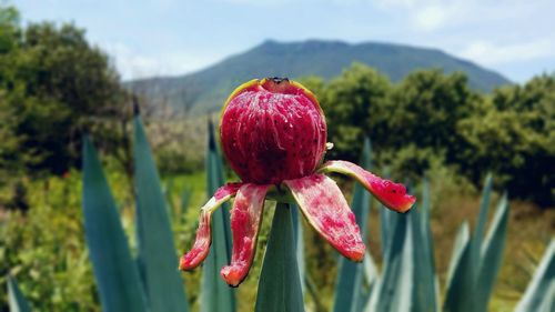 Close-up of red flowering plant against sky