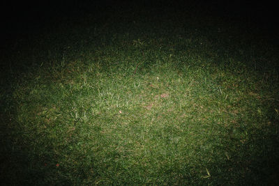 High angle view of illuminated grass at night