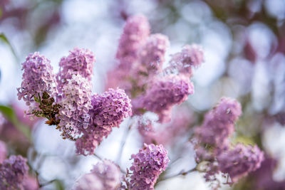 Close-up of pink cherry blossom