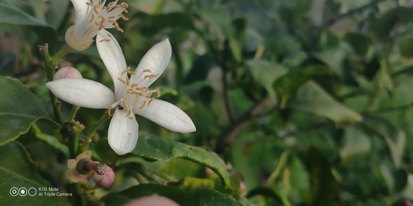 Close-up of white flowering plant