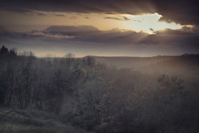 Scenic view of forest against sky during sunset