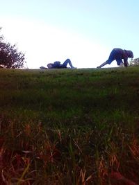 Sheep grazing on grassy field