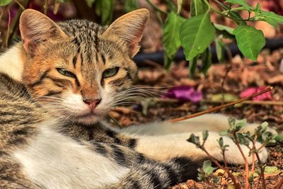 Close-up of a cat