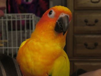 Close-up of parrot in cage