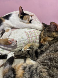 Close-up of cat resting on bed