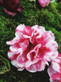 High angle view of pink flowers blooming outdoors