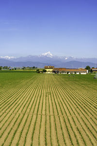 Scenic view of agricultural field against sky