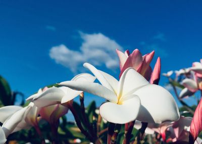 Close-up of white flowers against blue sky