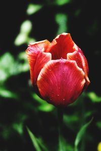 Close-up of red rose