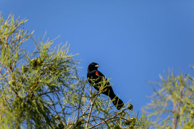 Male red-wing blackbird agelaius phoeniceus perches on the tall reeds and grass in a pond in naples