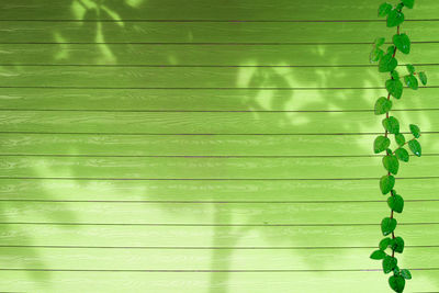 Full frame shot of palm leaves