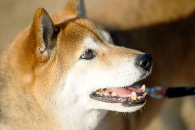 Close-up of a dog looking away