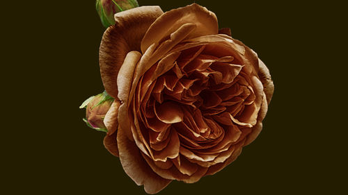 Close-up of rose over black background