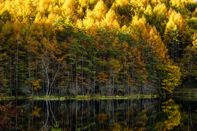 Trees by lake in forest during autumn