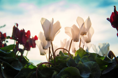 Close-up of white flowering plants