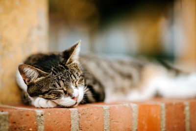 Close-up of a cat sleeping