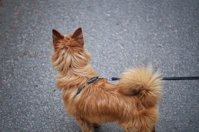 High angle view of a dog on road