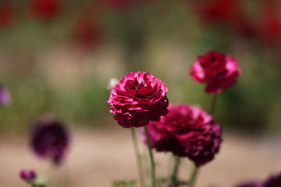 A beautiful sea of flowers in front of me