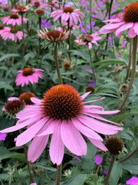 Close-up of pink flower